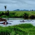 Отзыв о Турагентство Сафари Занзибари: Масса впечатлений от поездки