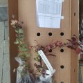 Отзыв о Гаршинка гипермаркет садовых растений: Качество и профессионализм