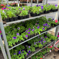 Отзыв о Panin Plants: качественная рассада
