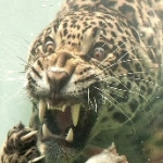 Pipec