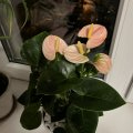 Отзыв о Flowwow: Удобный сервис по доставке подарков