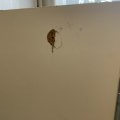 Чуть не спалили заживо