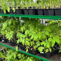 Отзыв о Panin Plants: качественная рассада