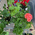 Отзыв о Panin Plants: любимый садовый