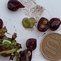 Отзыв о Интернет-магазина Гарденмарт: отстой Ужасно