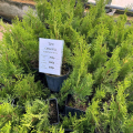 Отзыв о Panin Plants: отличные туи