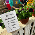 Садовый центр ПанинПлантс