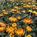 благодарность для Цветком