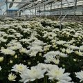 Отзыв о ЦветКом: благодарность для Цветком