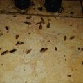 Отзыв о Ликвидез средство от тараканов: Волшебное средство