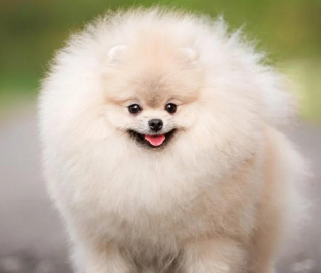 Школа дрессировки собак Akita Dog School - Профессиональная школа дрессировки собак Akita Dog School