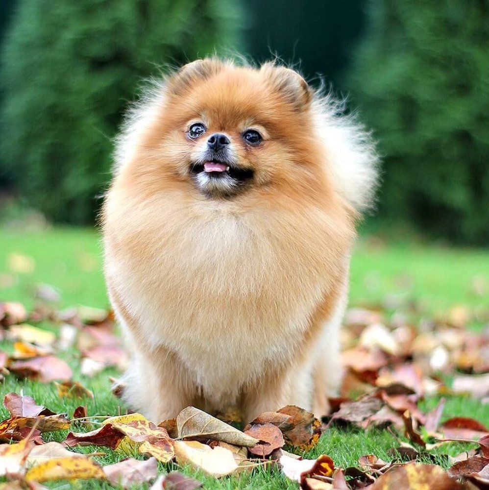 Школа дрессировки собак Akita Dog School - Профессиональная школа дрессировки собак Akita Dog School