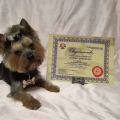 Akita Dog School официальное сообщение