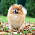 Отзыв о Школа дрессировки собак Akita Dog School: Профессиональная школа дрессировки собак Akita Dog School