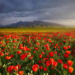 Яна Мокану
